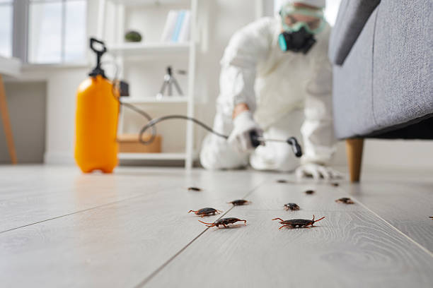 Commercial Rodent Management in Beach Park